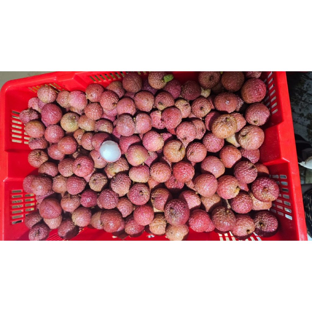 

Red Lychee Ayu Fresh 500gram