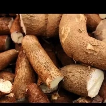 

Ubi singkong fresh 1 kg alami di petik langsung dari kebun bila ada yang pesan