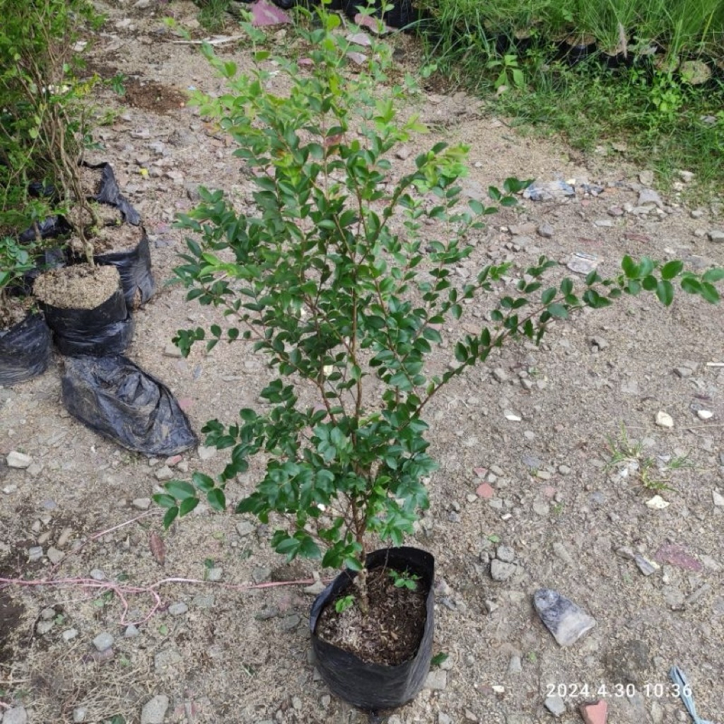 tanaman buah bibit anggur brazil siap berbuah tanaman hias anggur brazil