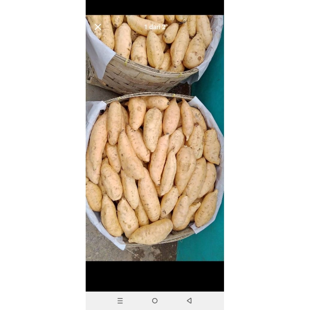 

ubi Cilembu super 1000 gram cod