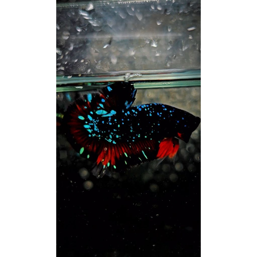 FLASHDEAL / LELANG BLUERIM BICOLOR / AVATAR NEBULA / BLACK MAMBA/ WHITE SCALE FANCY/ MARBEL DOT DOT 