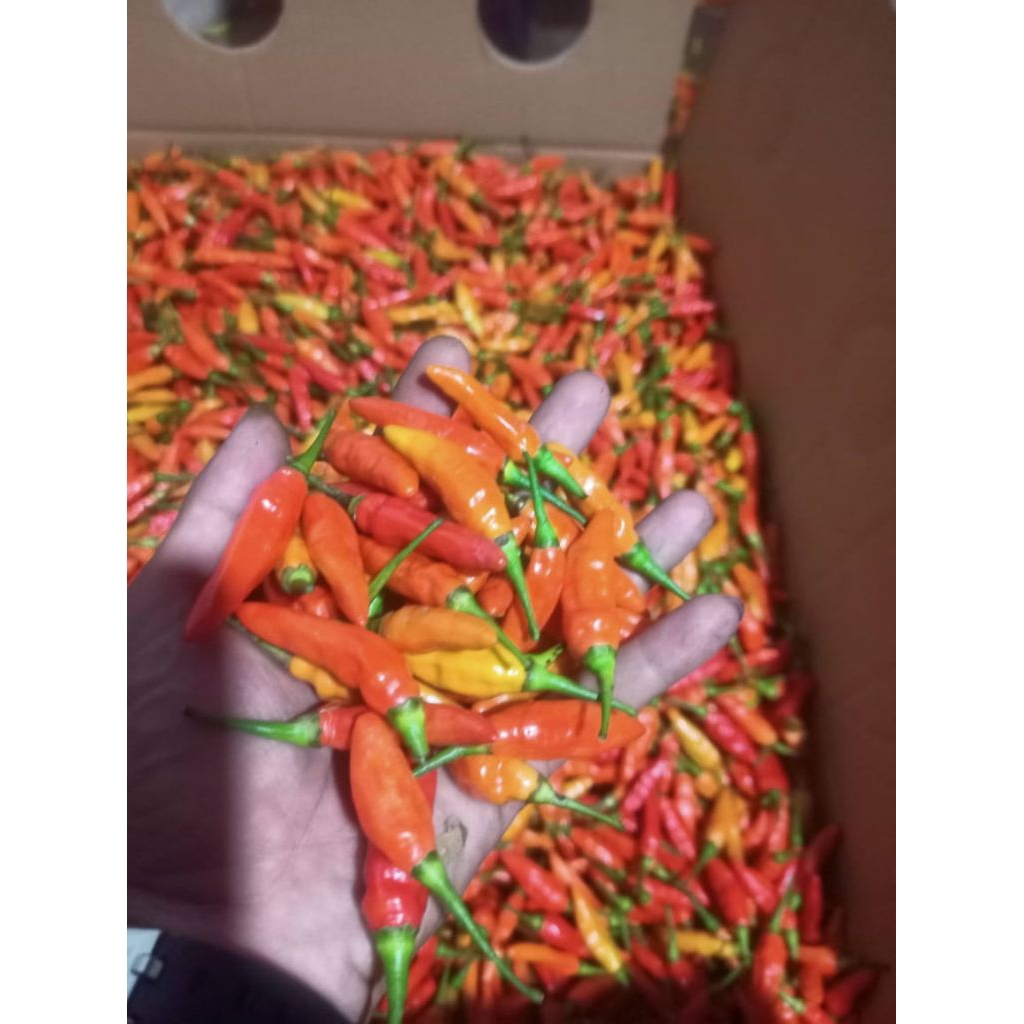 

Cabai RAWIT MERAH pedas (fresh petik langsung petani)