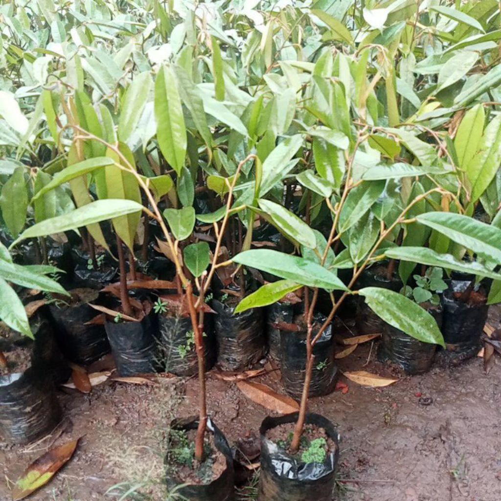 bibit durian bawor asli.tanaman okulasi cepat berbuah