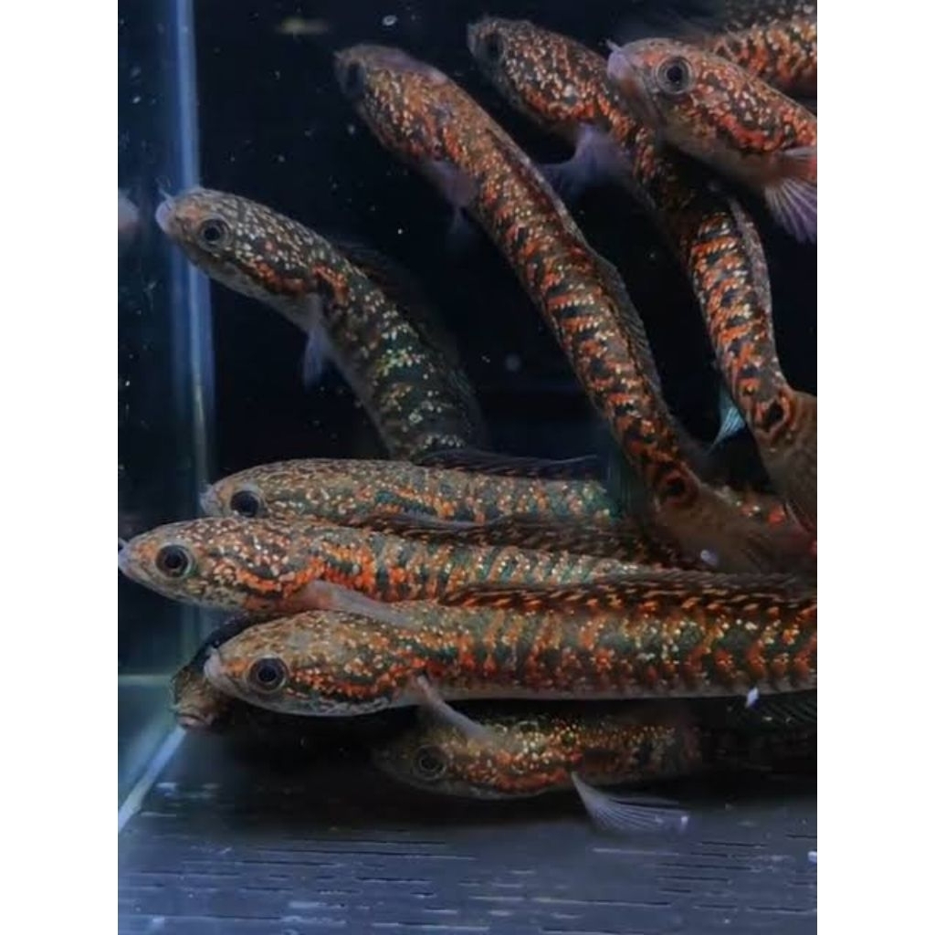 Stiker Asiatica RSP Kalimaya