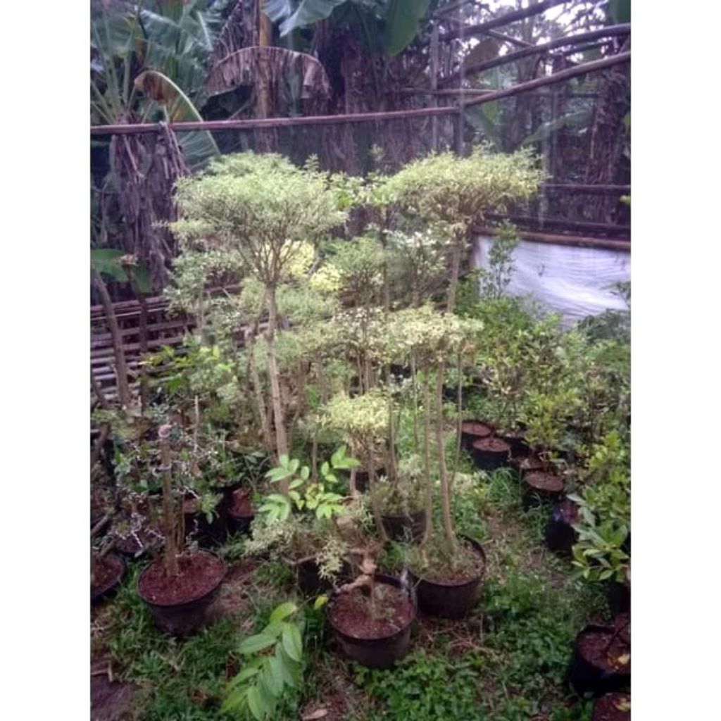 anting putri taman.pohon anting putri taman tinggi 1 meter up