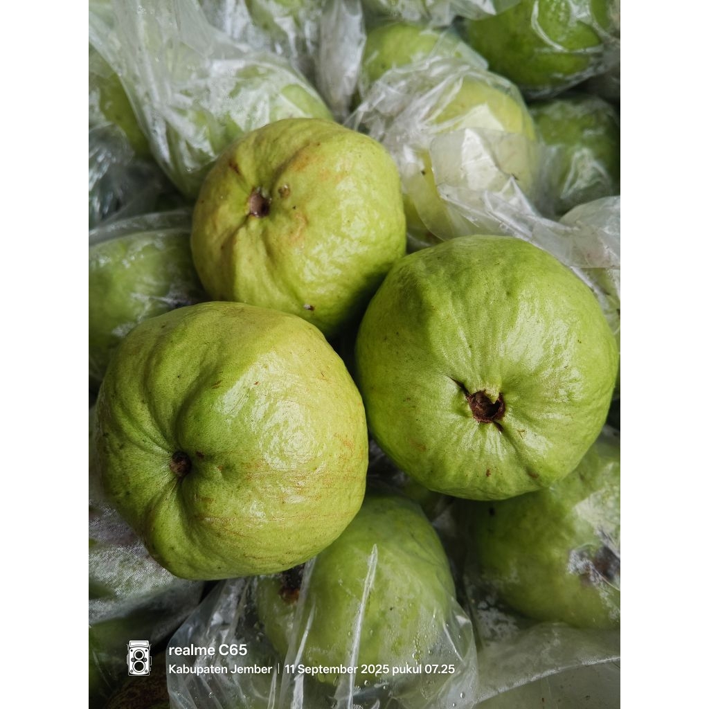 

Jambu Kristal Non Biji Jember 1 KG 5,6