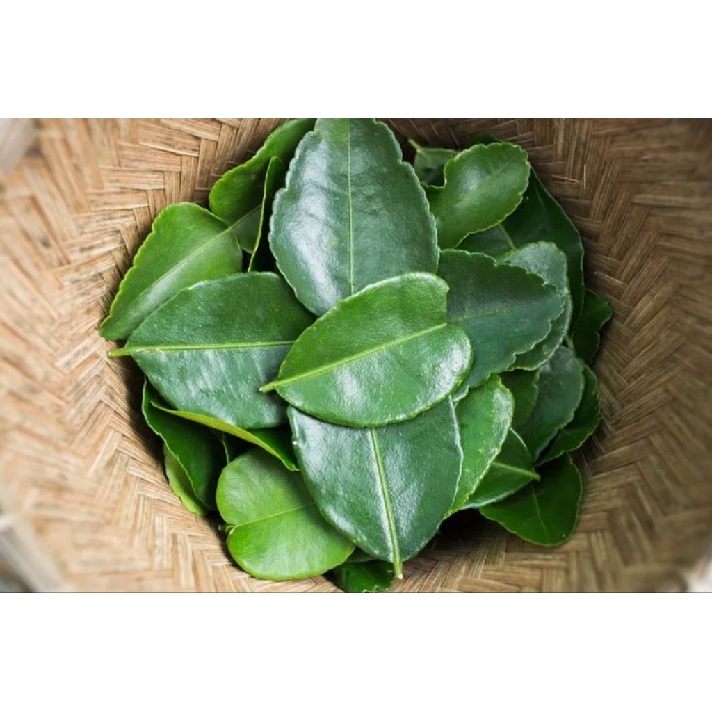 

Daun jeruk segar 50gram