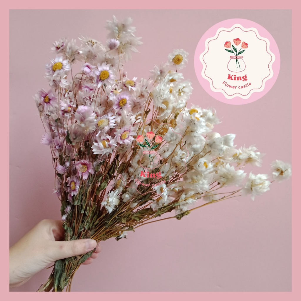 Dried Flower Preserved Daisy Bunga Kering Rodanthe White Pink dekor hand buket bucket hiasan rumah