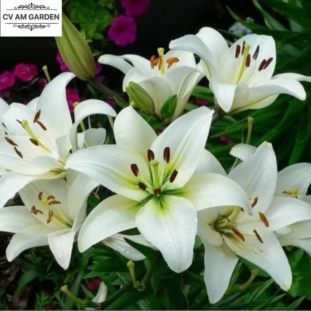 Tanaman Hias Bakung Amarilys Bunga Putih besar / amarilis bakung bunga