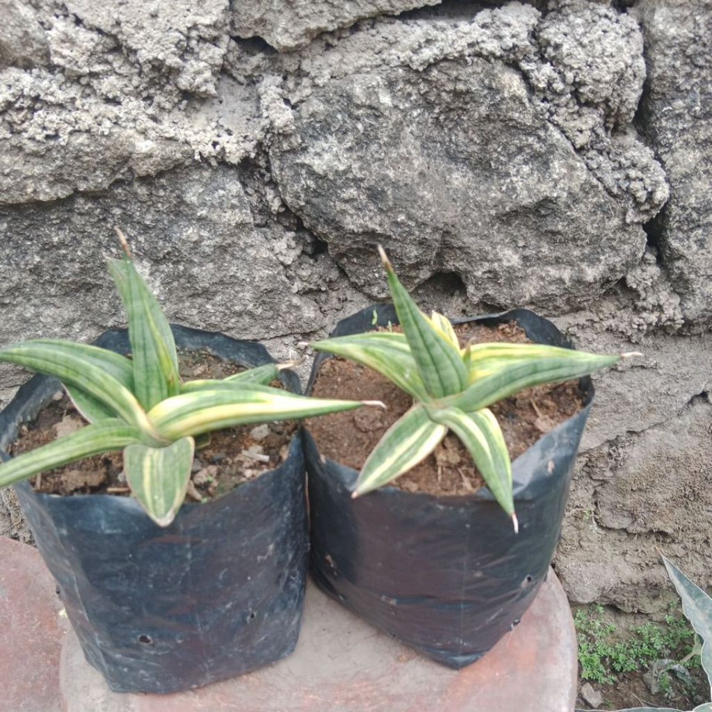 SANSEVIERA PATENS VARIGATA