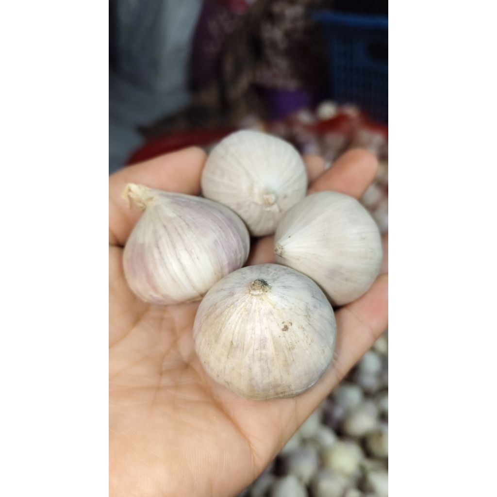 Bawang putih tunggal super jumbo