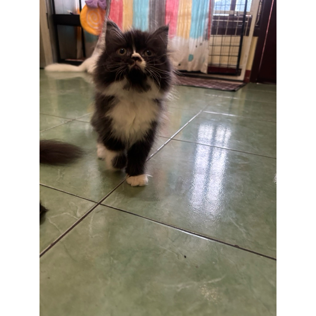 kitten persia flatnose