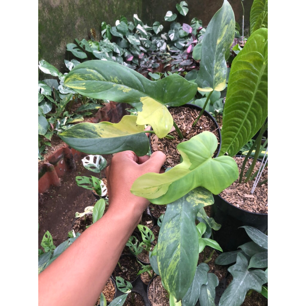 Tanaman hias Philodendron Violin variegata / Bipennifolium Variegata