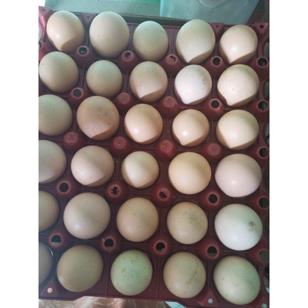 TELUR AYAM KAMPUNG FRESH ORGANIK