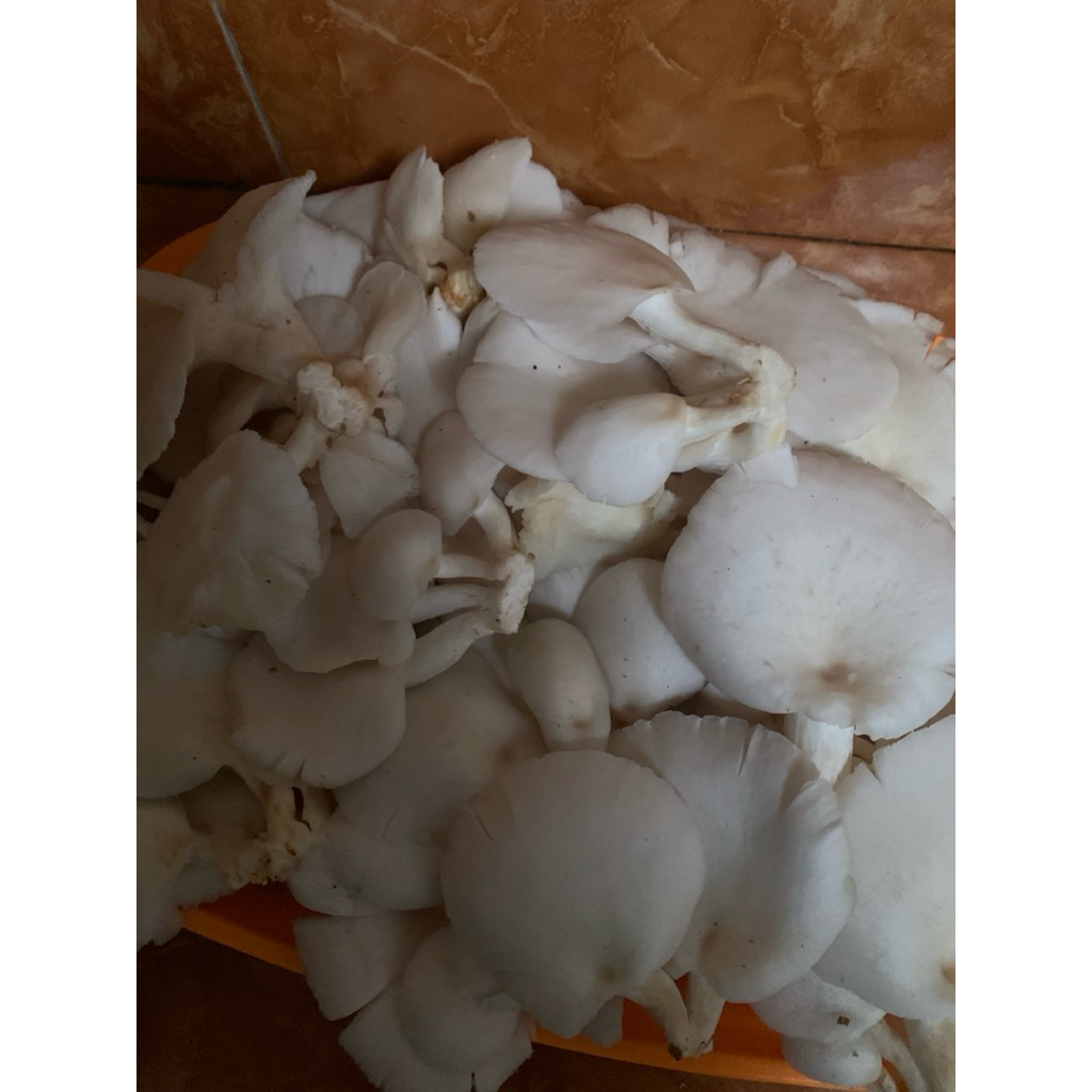 

Jamur tiram putih| Jamur tiram 1kg | Jamur | mushroom