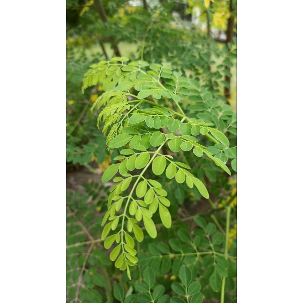 

daun kelor per 100 grm