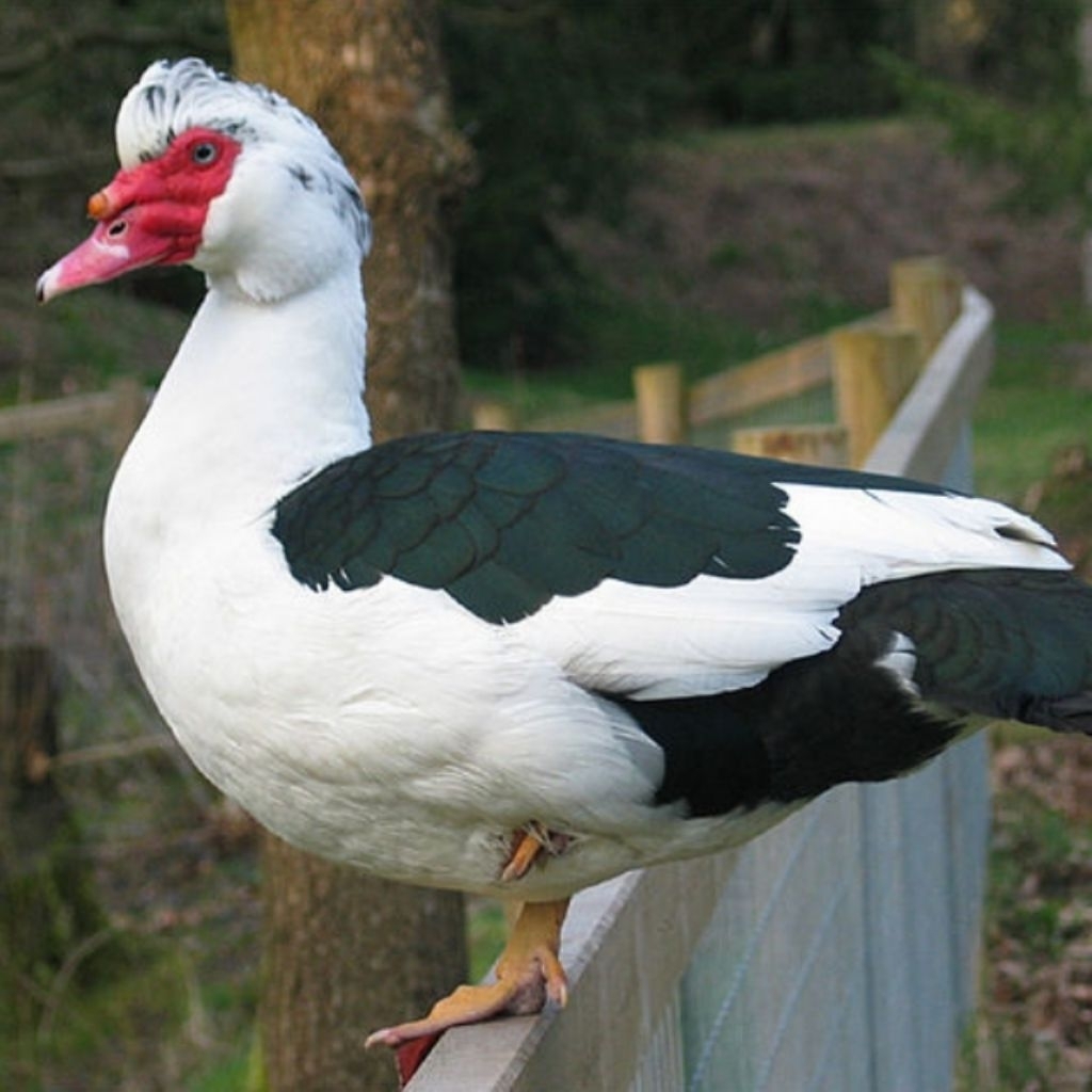 ENTOK BEBEK RAMBON | LOKAL | JUMBO DEWASA REMAJA