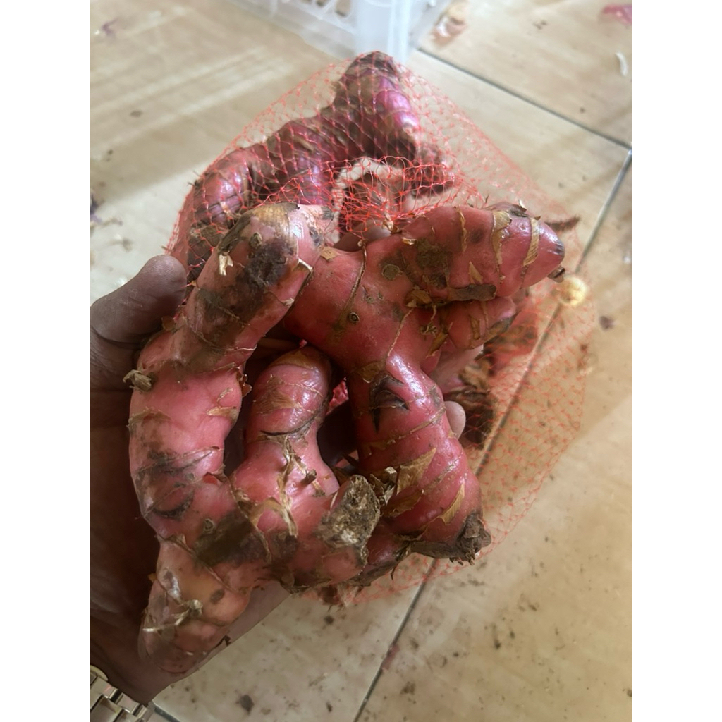 

laos segar/lengkuas segar