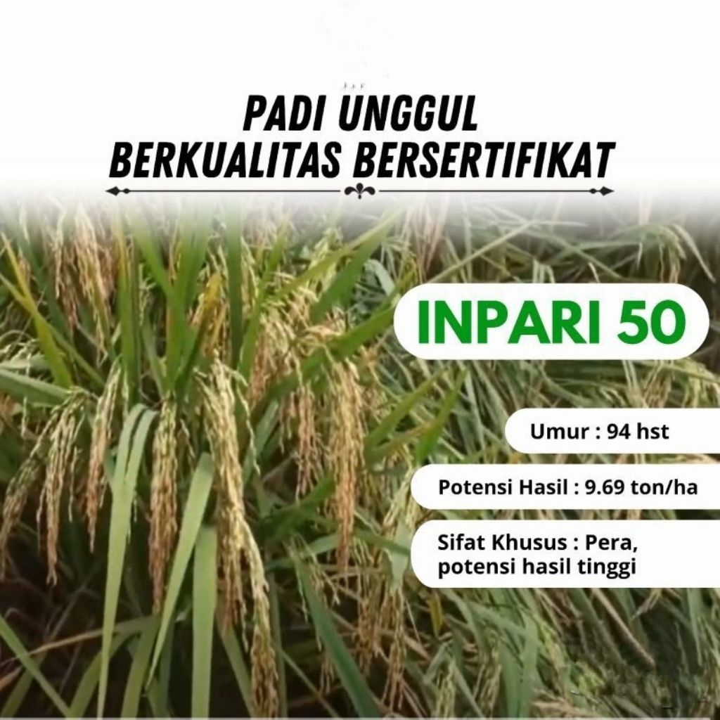 padi unggunl benih inpari 50 marem 1kg