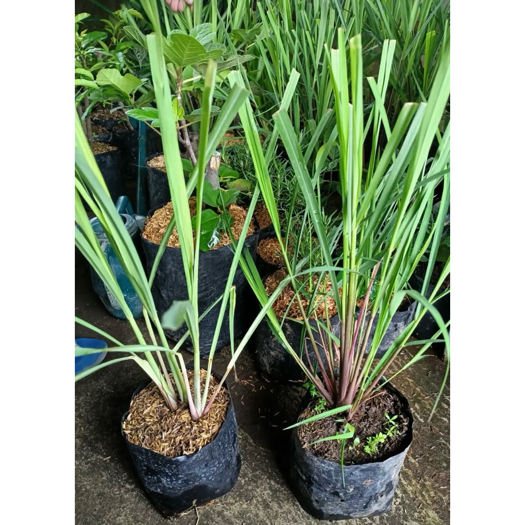 Bibit sereh sayur - bibit sereh merah - bibit sereh toga