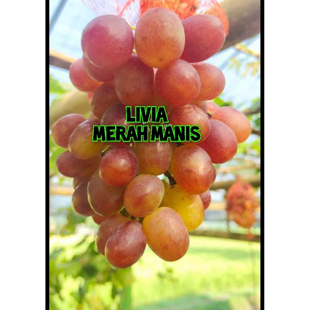 bibit anggur LIVIA RS importt SO4