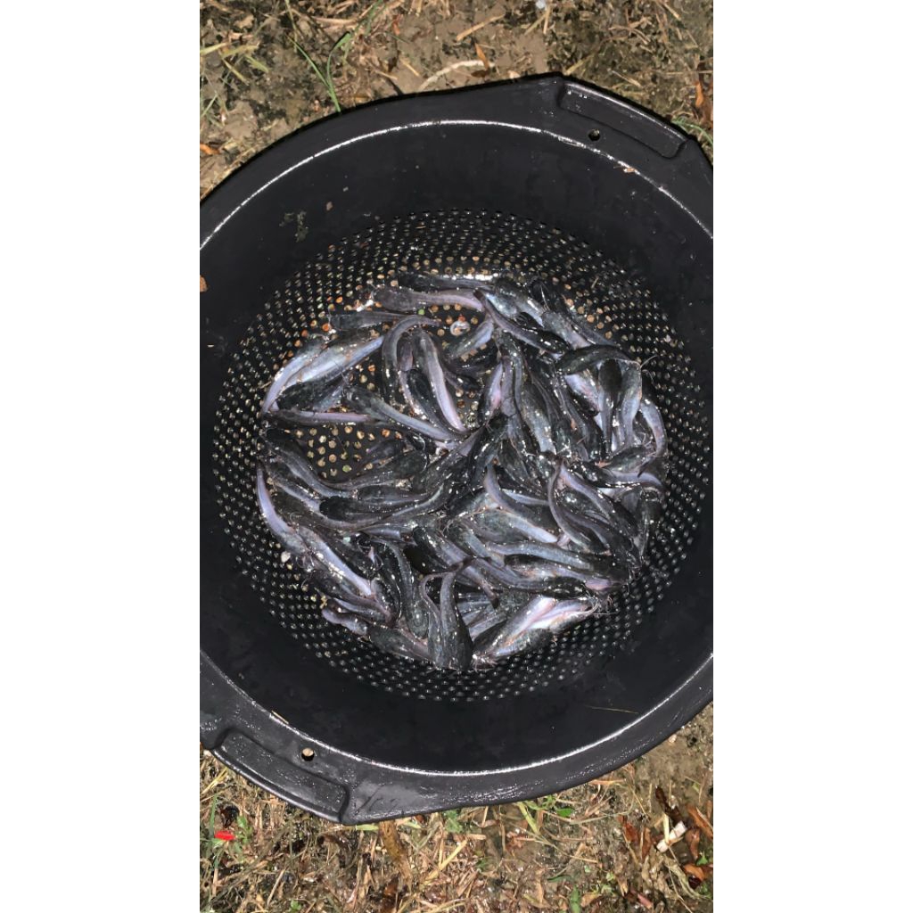 Bibit lele sangkuriang 100ekor