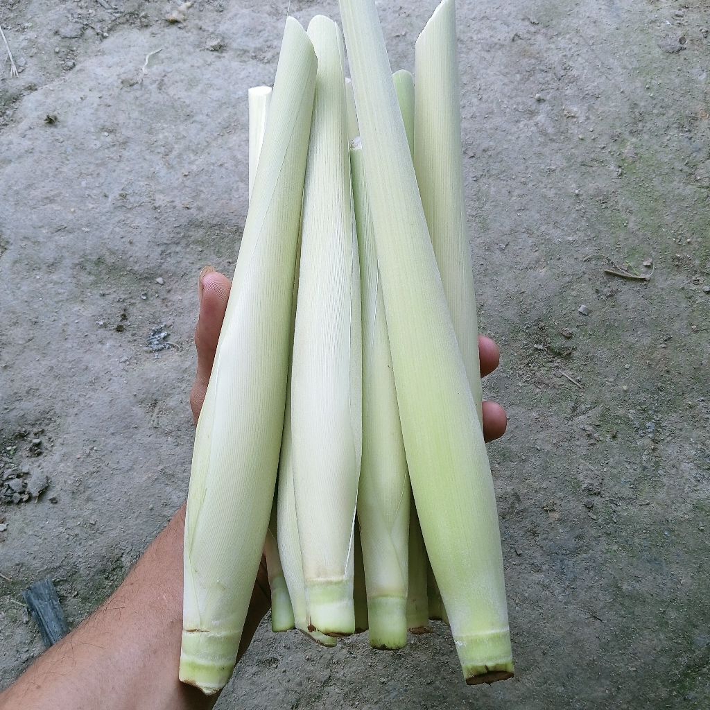 tebu telur / terubuk