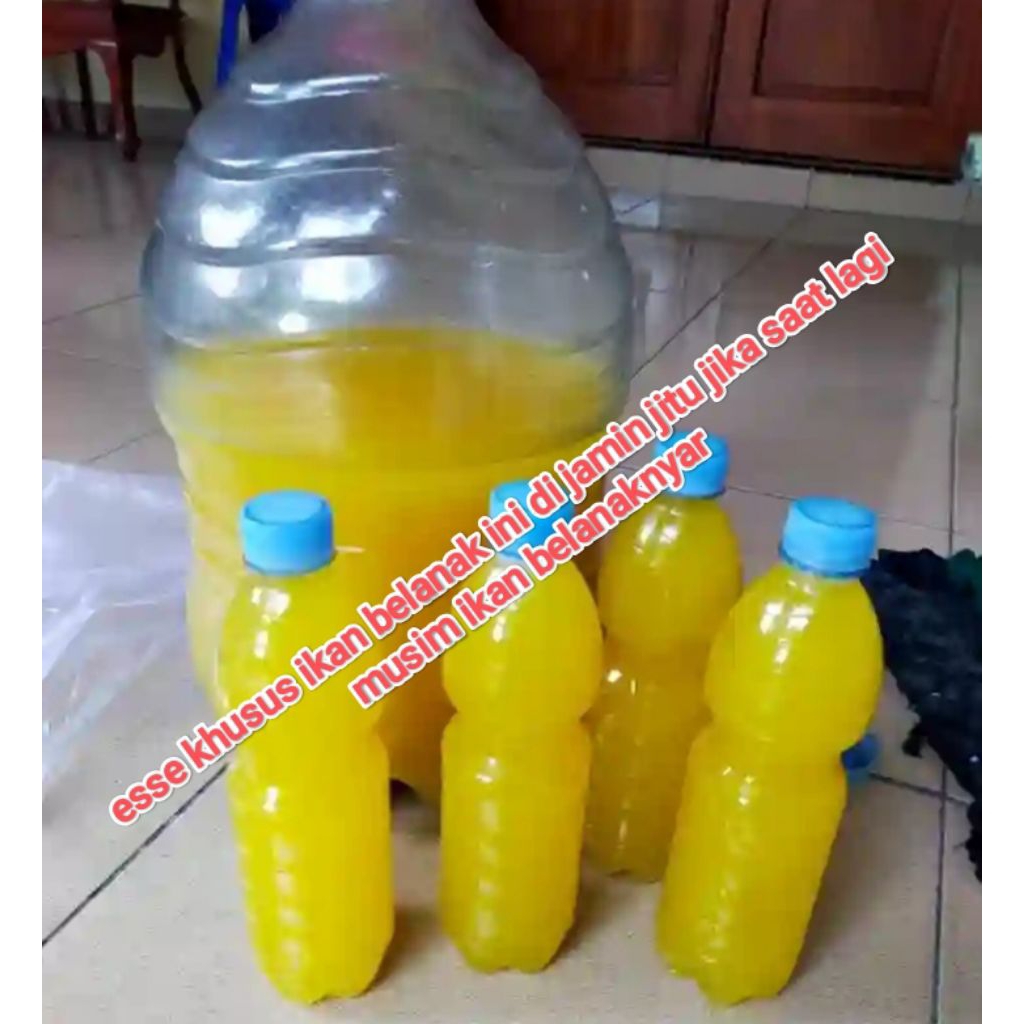 essen khusus ikan belanak yang susah makan dan  belanak babon