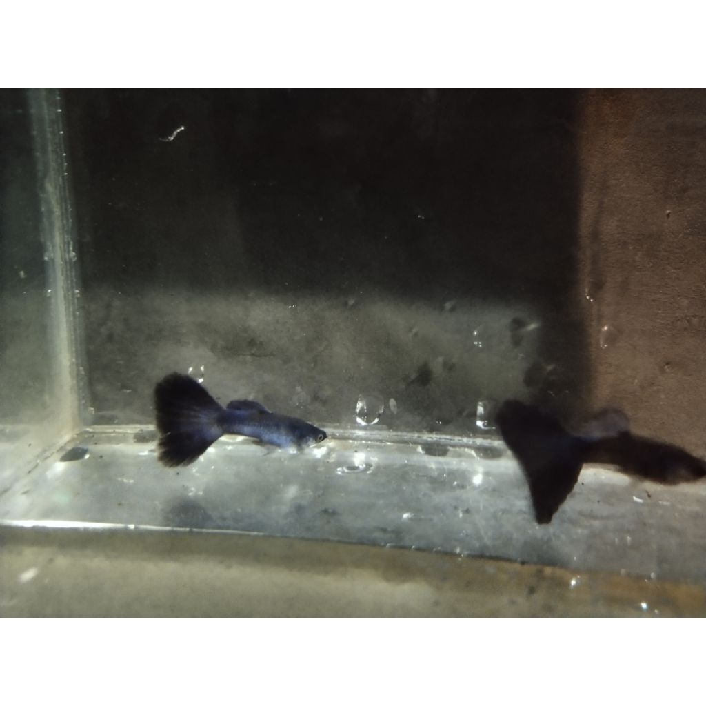 hiasan aquarium ikan guppy