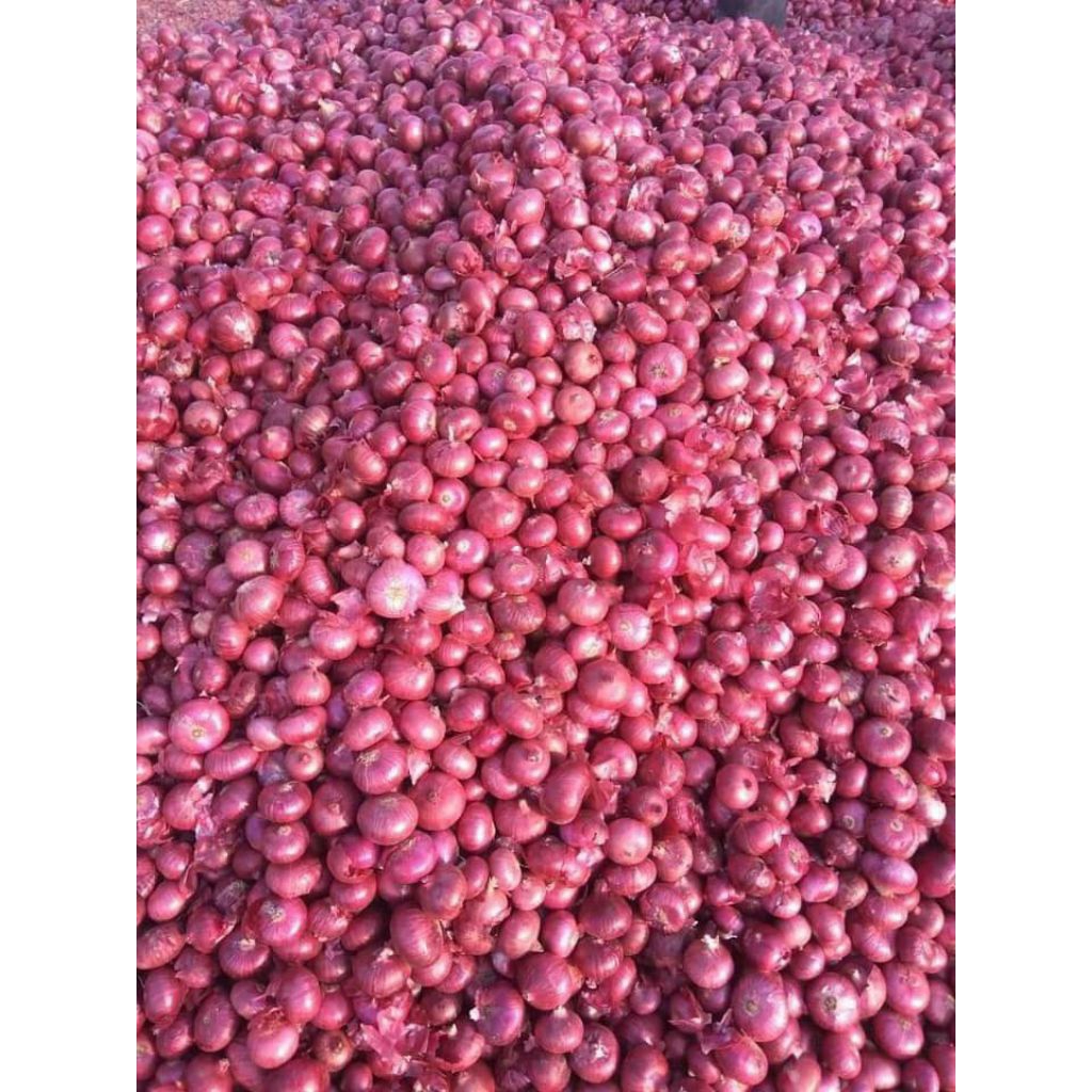 

Bawang Merah Hasil Kebun Kualitas Super 1 Kg