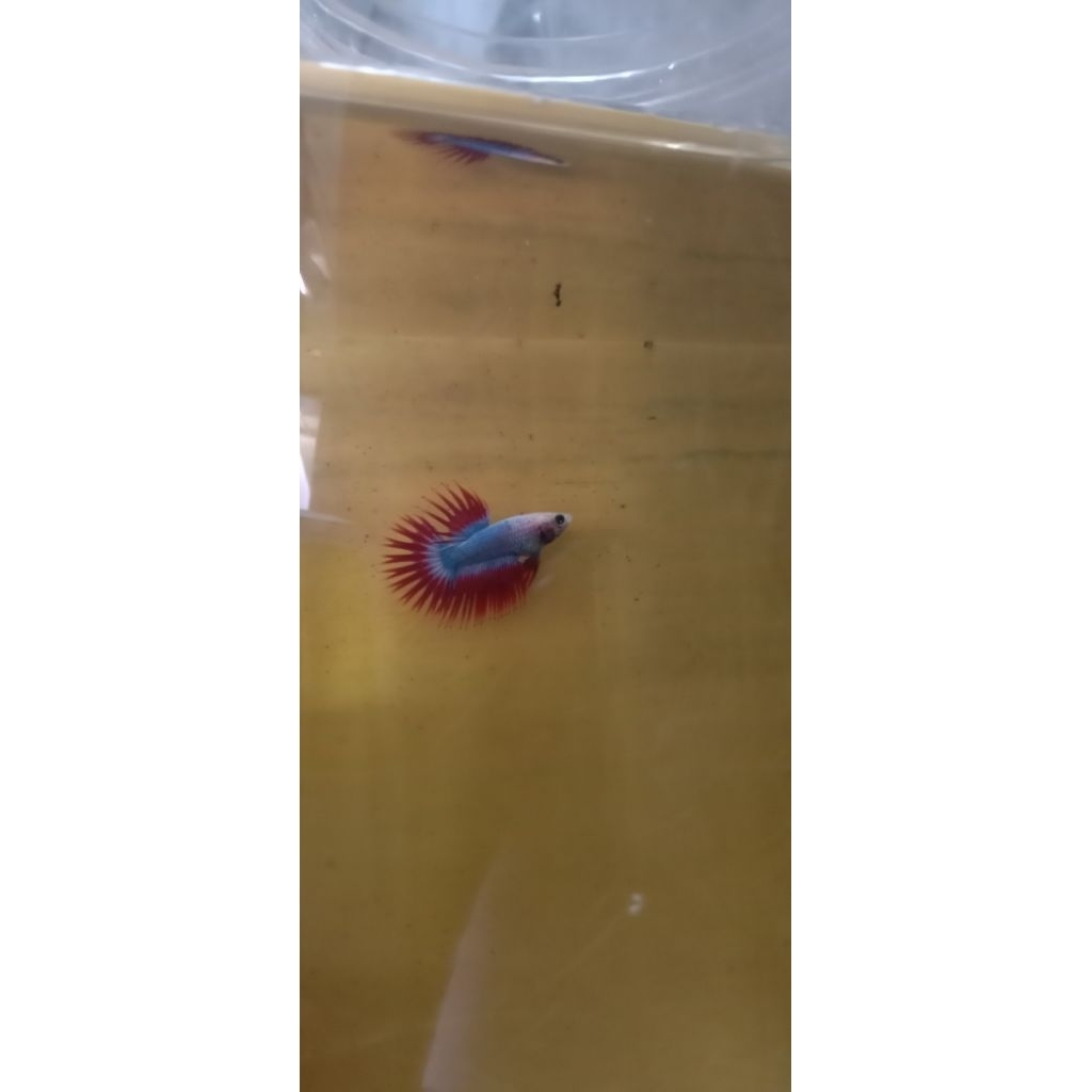 ready baru dan murah , ikan cupang serit / CT / Crowntail mascot dan orchid bahan kontes size s/unde