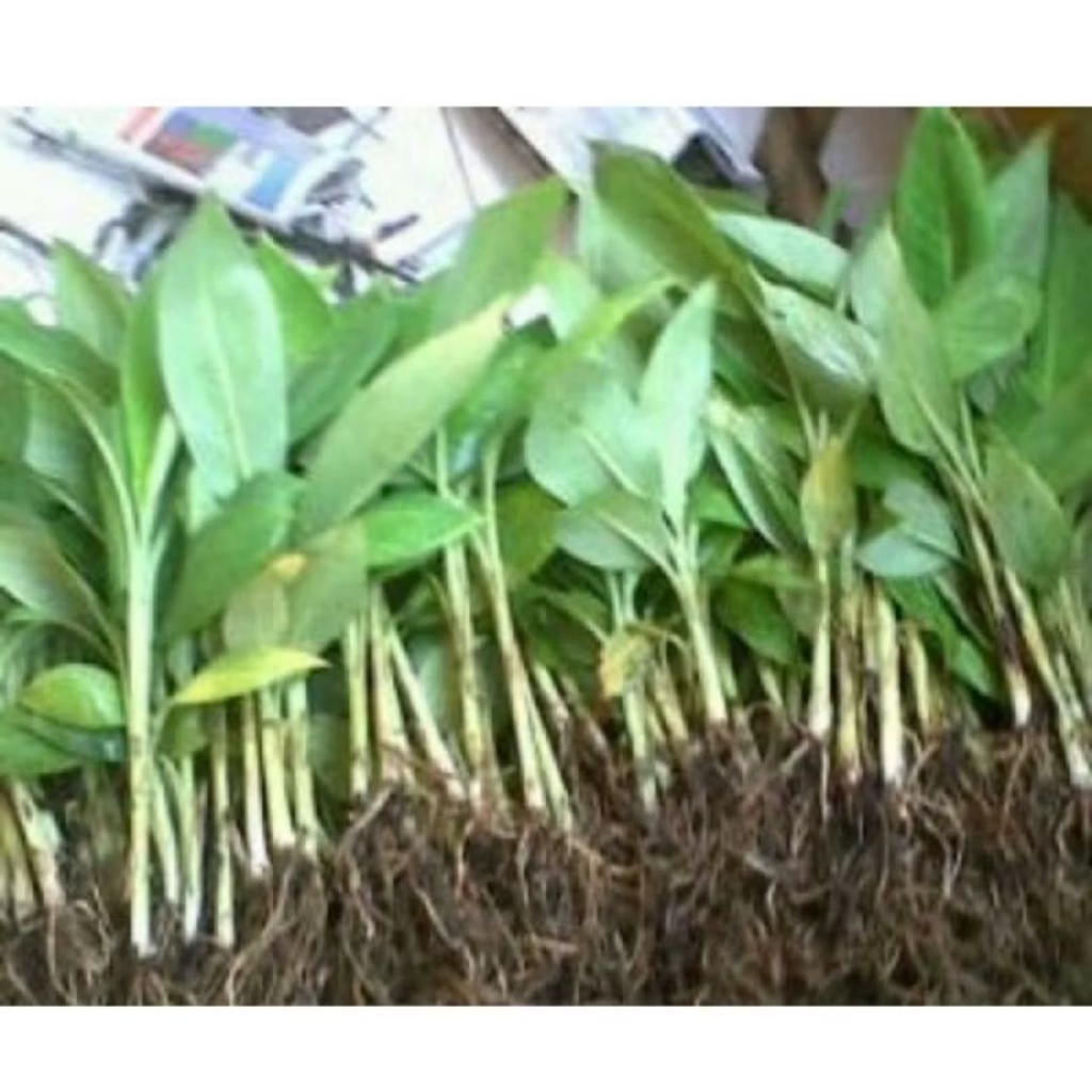 Termurah 2 Bibit Pisang Mas / Bibit Buah Pisang Mas / Pisang Emas Kirana