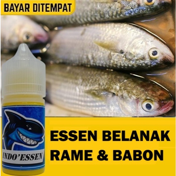 ESSEN BELANAK RAME & BABON - UMPAN GACOR IKAN BELANAK HARIAN