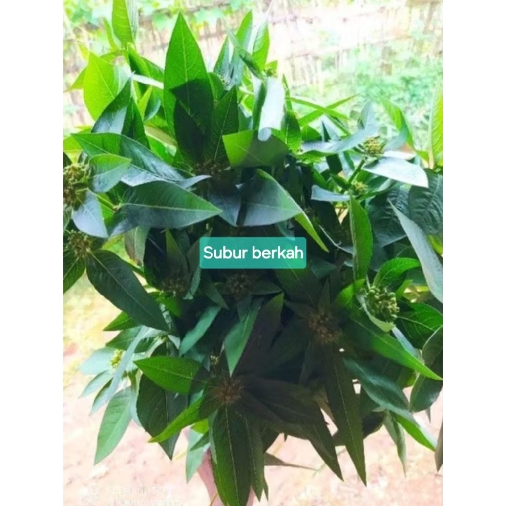 

Daun sena segar alami petik langsung 500 gram