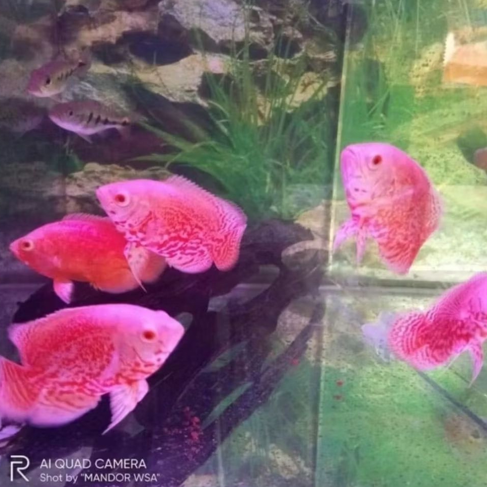 IKAN HIAS OSCAR NEMO SIZE +-7 -10 CM PER EKOR
