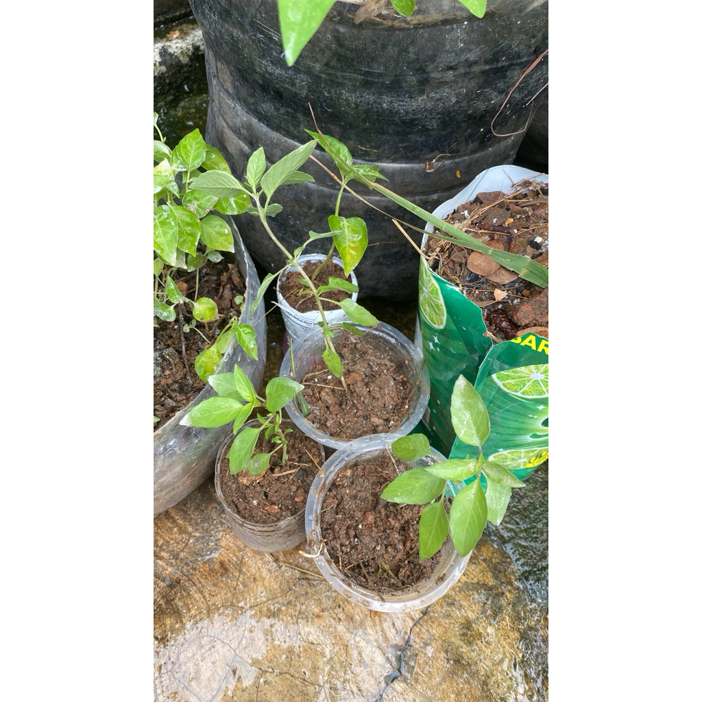 bibit kemangi kalimantan kim fuk fan