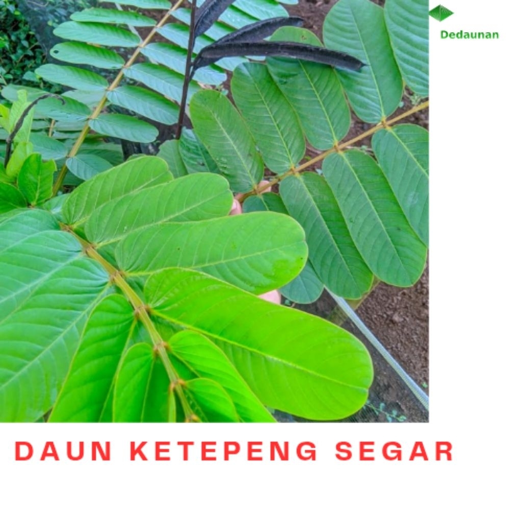 

DAUN KETEPENG HERBAL ORGANIK
