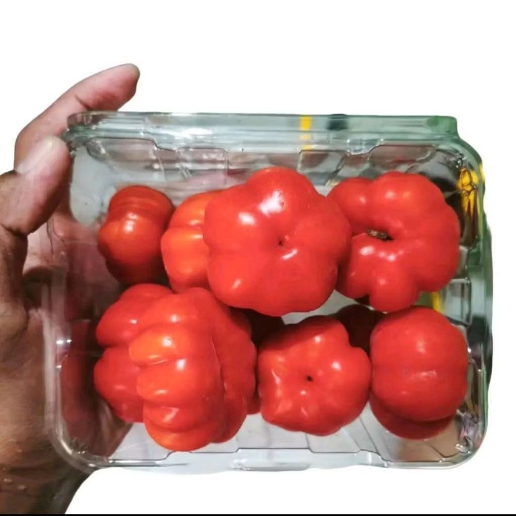 

Buah tomat red mawar king fresh vegetable | pack