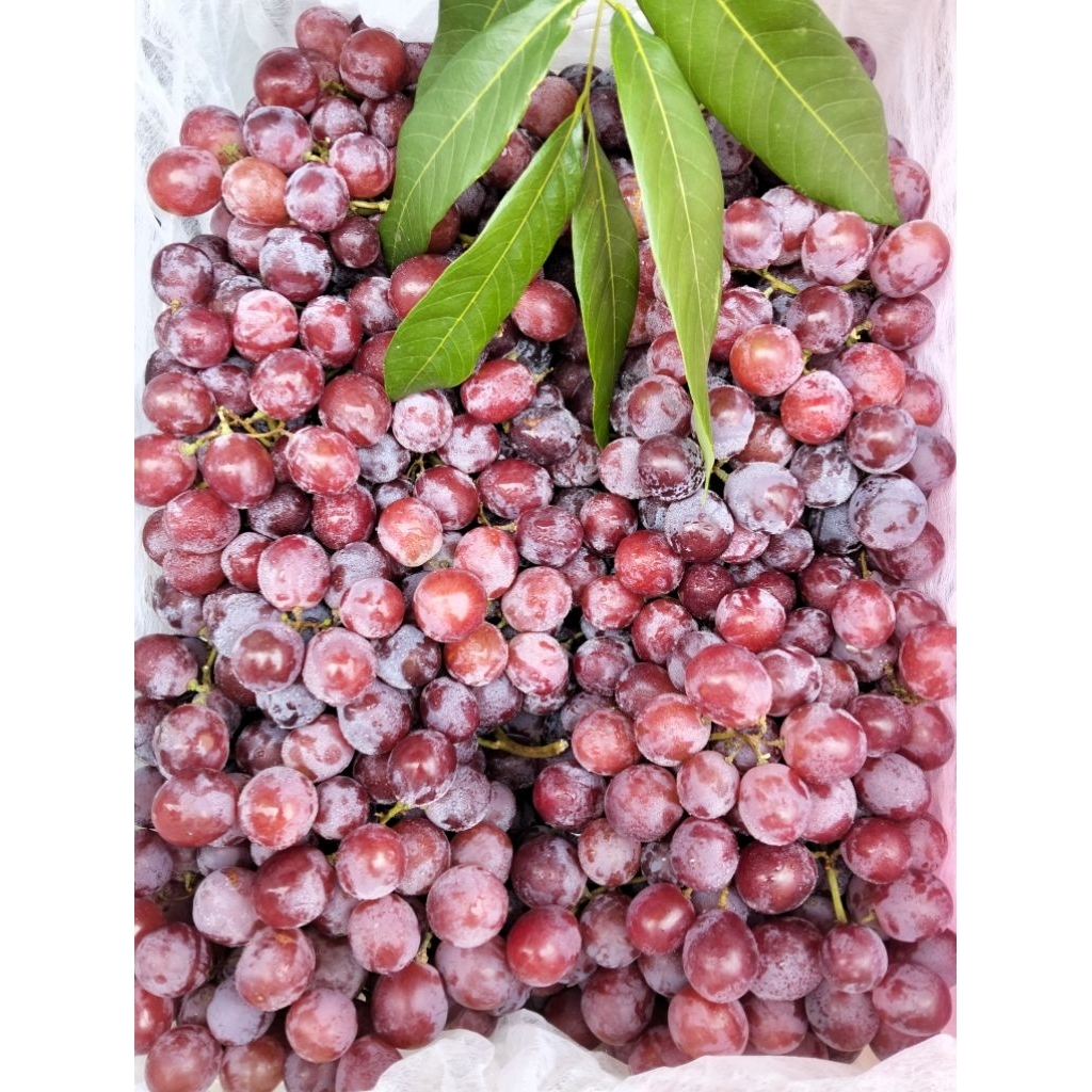 

±500gr ANGGUR MERAH RED GLOBE PREMIUM BESAR2