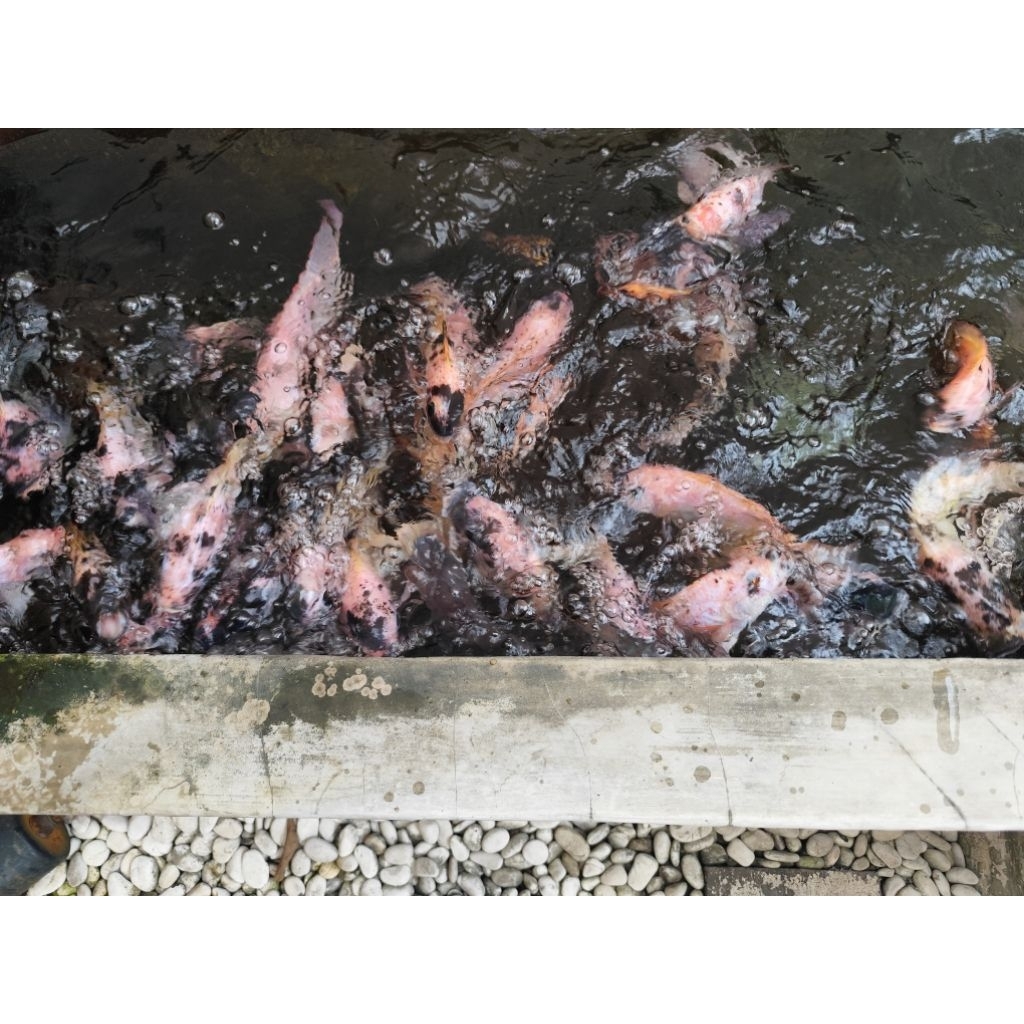 Ikan Nila Merah Hidup atau Segar kiloan.