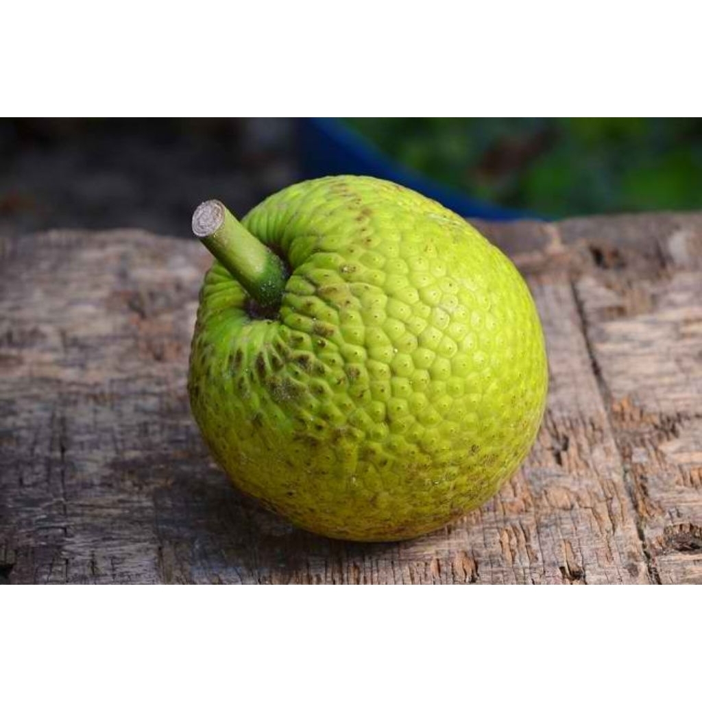 

Buah sukun madu manis legit