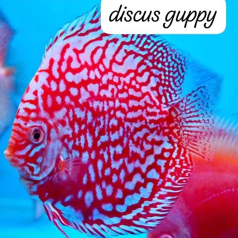 Red Stardust Discus 2inch - Enhanced Edition