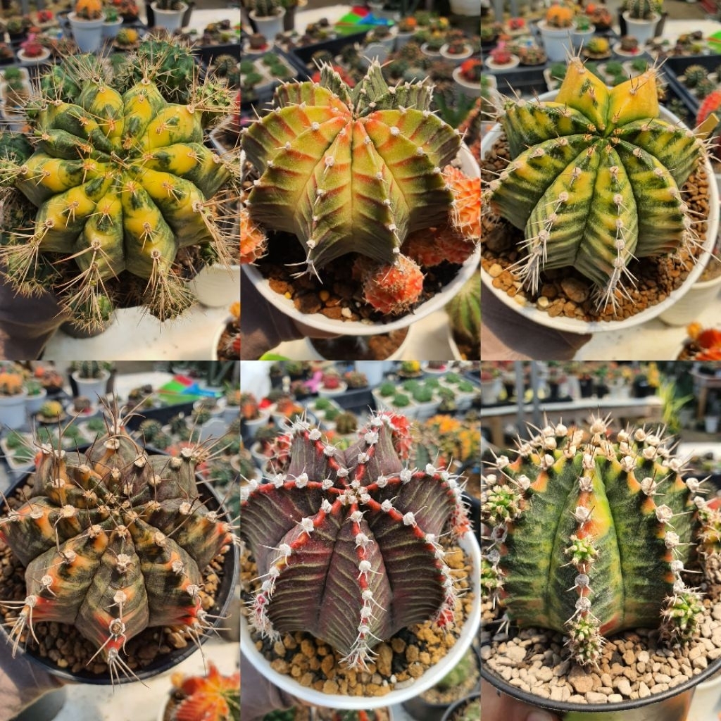 Indukan Motherplants Gymnocalycium mihanovichii hybrid variegata size Jumbo Besar