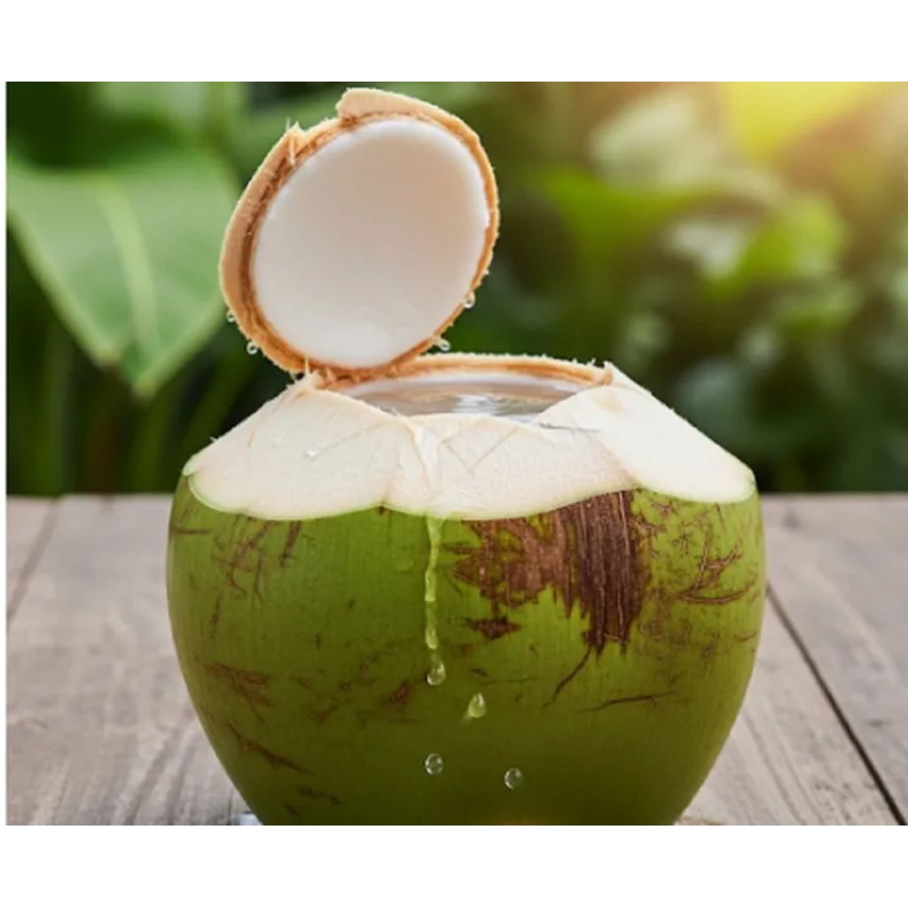 

kelapa muda hijau segar langsung dari pohonya