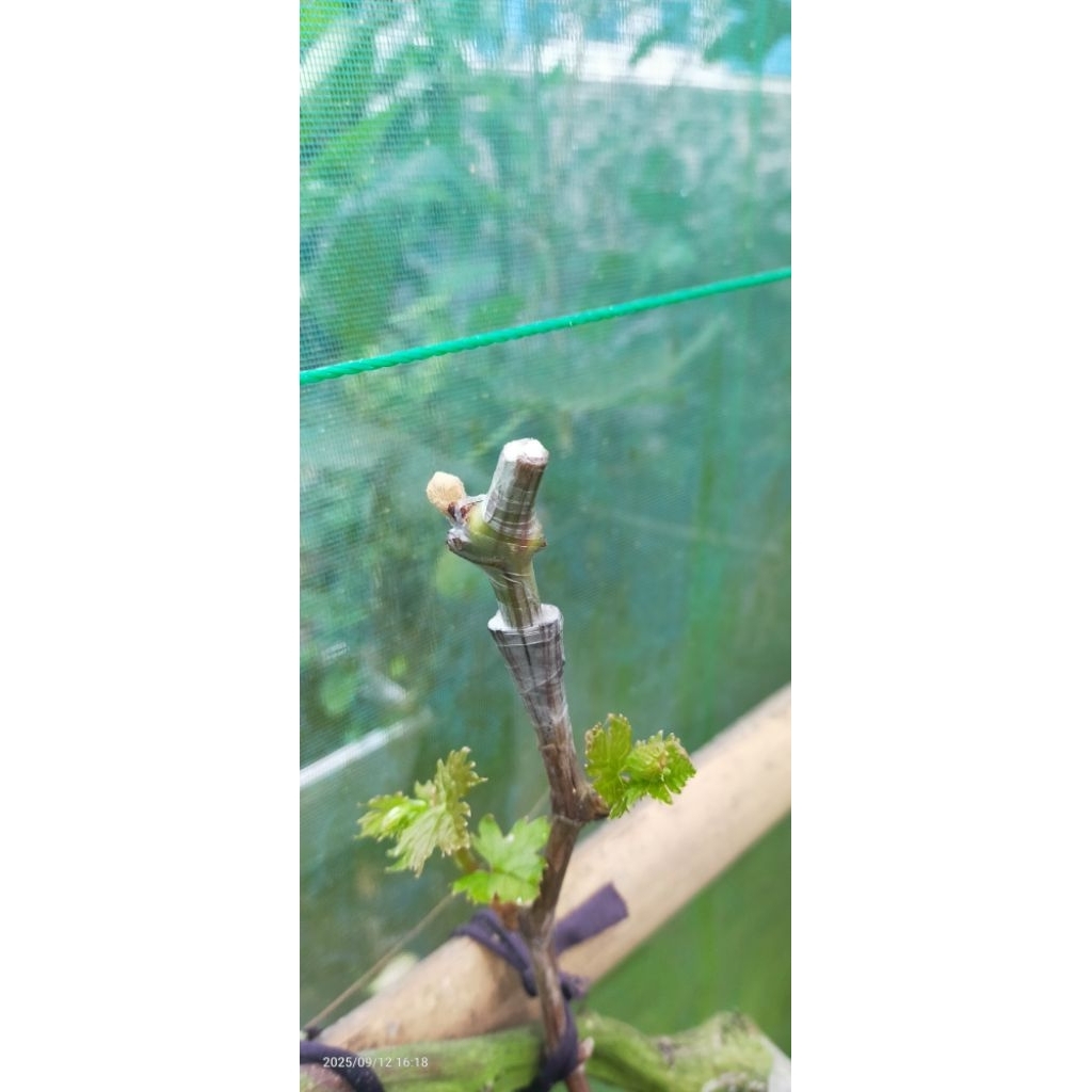 entres anggur import paket 5variant campur