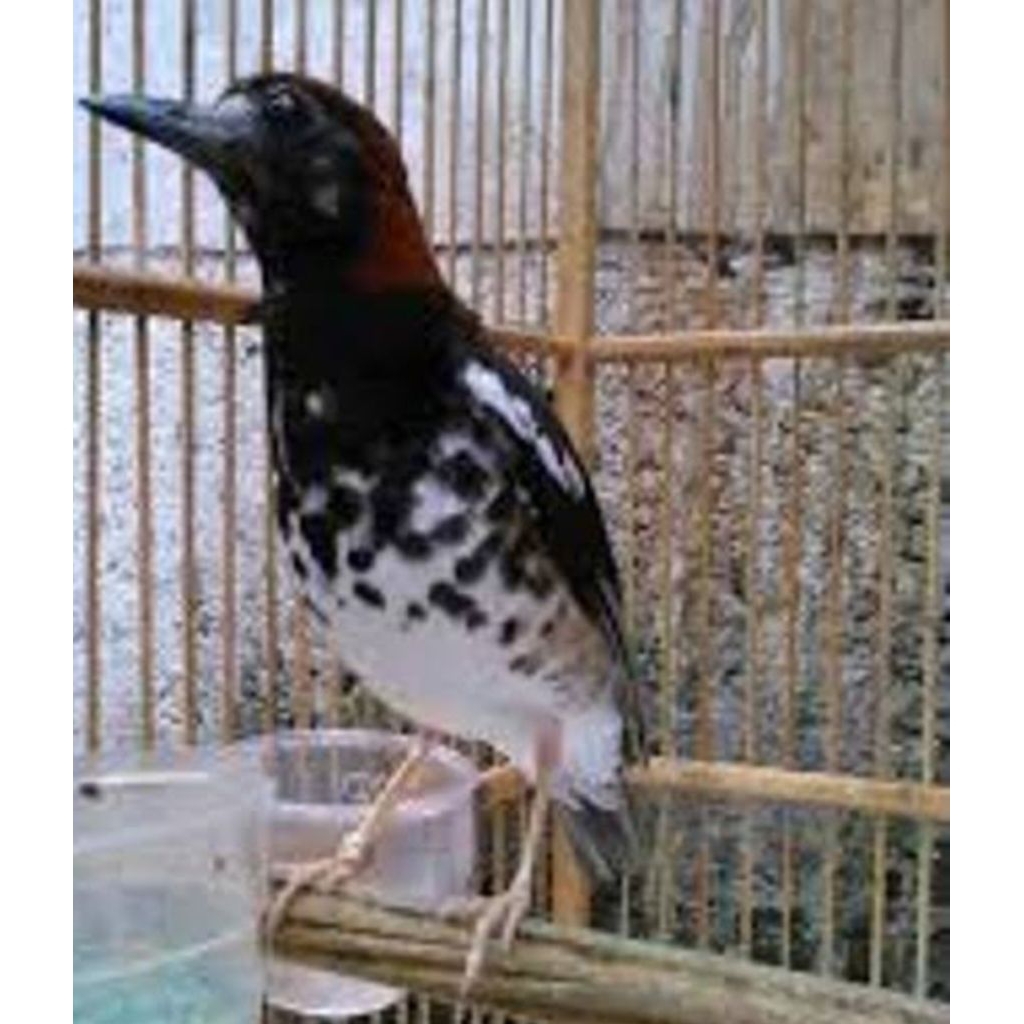 burung Anis kembang