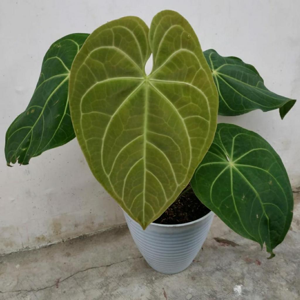 Anthurium Verde