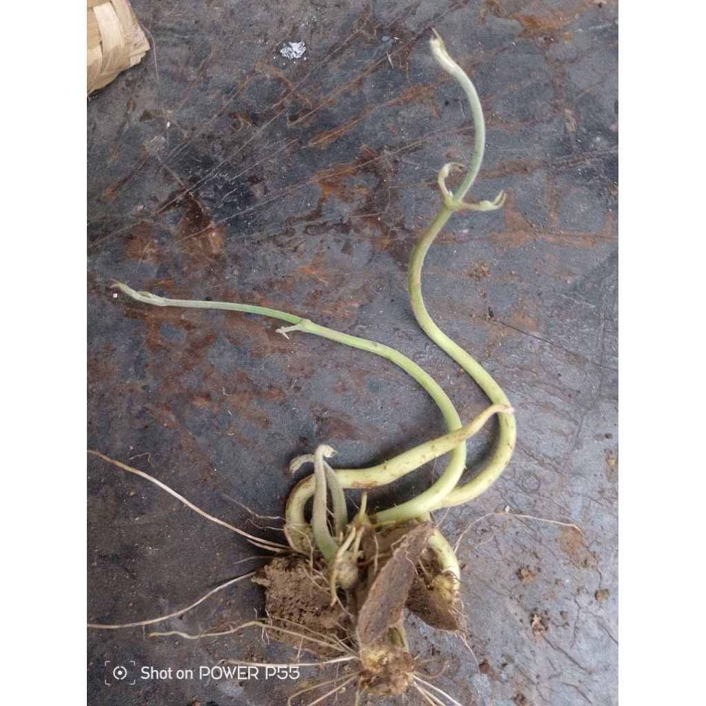 Bibit Gadung / 1 pohon bibit umbi gadung