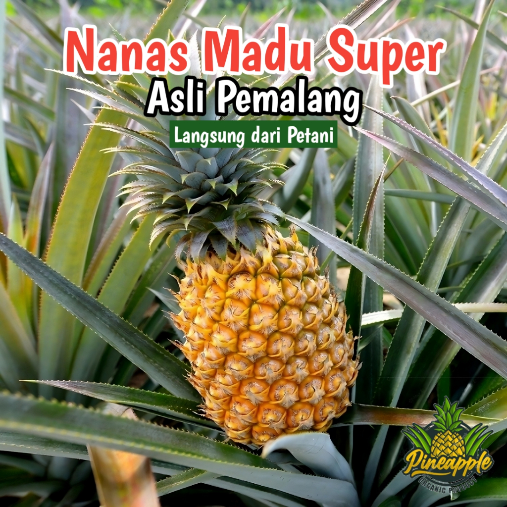 

Nanas Madu Grade C Super Asli Pemalang ukuran besar 200 gr