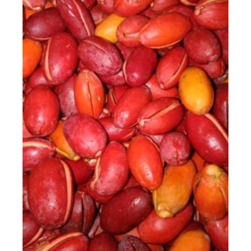 

kulit belinjo feres baru petik per 1 kilo lembut seger